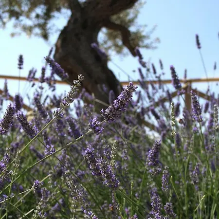 La Corte フェルモ